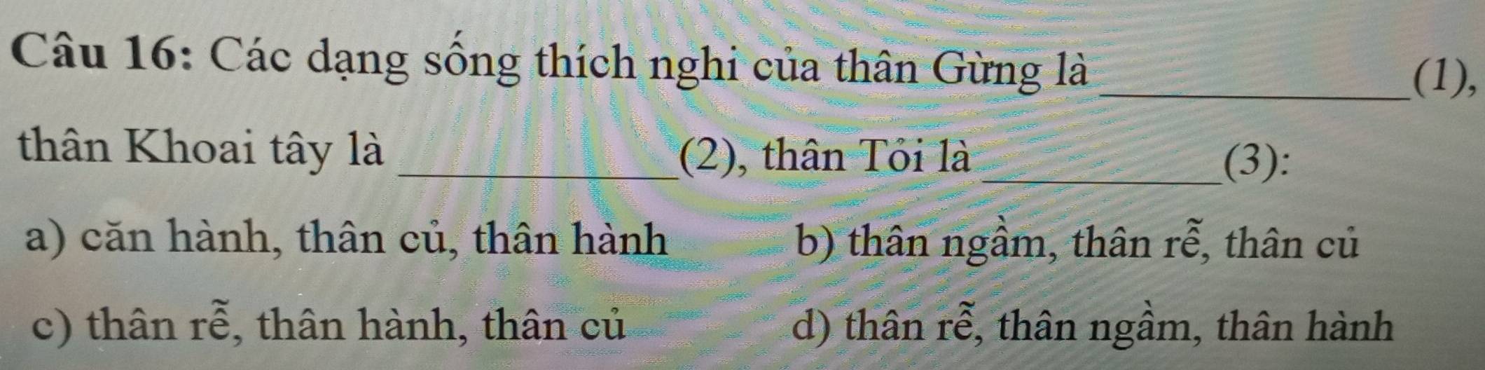 Các dạng sống thích nghi của thân Gừng là_
(1),
thân Khoai tây là _(2), thân Tỏi là
_(3):
a) căn hành, thân củ, thân hành b) thân ngầm, thân rễ, thân củ
c) thân rễ, thân hành, thân củ d) thân rễ, thân ngầm, thân hành