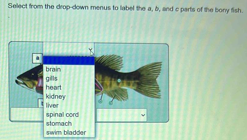 Select from the drop-down menus to label the a, b, and c parts of the bony fish.
a
brain
gills
heart
kidney
liver
spinal cord
stomach
swim bladder