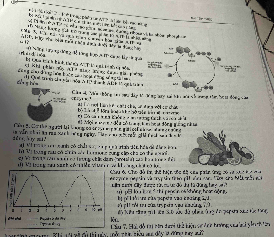 a) Liên kết P - P ở trong phân tử ATP là liên kết cao năng
bài tập theo
b) Một phân tử ATP chỉ chứa một liên kết cao năng
c) Phân tử ATP có cấu tạo gồm: adenine, đường ribose và ba nhóm phosphate.
d) Năng lượng tích trữ trong các phân tử ATP là nhiệt năng.
Câu 3. Khi nói về quá trình chuyền hóa giữa ATP và
sai?
ADP. Hãy cho biết mỗi nhận định dưới đây là đúng hay
a) Năng lượng dùng đề tổng hợp ATP được lấy từ qu
trình dị hóa.
b) Quá trình hình thành ATP là quá trình dị hóa.
c) Khi phân hủy ATP năng lượng được giải phón
dùng cho đồng hóa hoặc các hoạt động sống tế bào.
d) Quá trình chuyển hóa ATP thành ADP là quá trìn
đồng hóa.
Cơ Chất Câu 4. Mỗi thông tin sau đây là đúng hay sai khi nói về trung tâm hoạt động của
Trùng tầm enzyme?
hoạt Động a) Là nơi liên kết chặt chẽ, cố định với cơ chất
b) Là chỗ lõm hoặc khe hở trên bề mặt enzyme
c) Có cấu hình không gian tương thích với cơ chất
d) Mọi enzyme đều có trung tâm hoạt động giống nhau
Câu 5. Cơ thể người lại không có enzyme phân giải cellulose, nhưng chúng
ta vẫn phải ăn rau xanh hàng ngày. Hãy cho biết mỗi giải thích sau đây là
đúng hay sai?
a) Vì trong rau xanh có chất xơ, giúp quá trình tiêu hóa dễ dàng hơn.
b) Vì trong rau có chứa các hormone cung cấp cho cơ thể người.
c) Vì trong rau xanh có lượng chất đạm (protein) cao hơn trong thịt.
d) Vì trong rau xanh có nhiều vitamin và khoáng chất có lợi.
âu 6. Cho đồ thị thể hiện tốc độ của phản ứng có sự xúc tác của
zyme pepsin và trypsin theo pH như sau. Hãy cho biết mỗi kết
ận dưới đây được rút ra từ đồ thị là đúng hay sai?
a) pH lớn hơn 5 thì pepsin sẽ không hoạt động.
b) pH tối ưu của pepsin vào khoảng 2,0.
c) pH tối ưu của trypsin vào khoảng 7,0.
d) Nếu tăng pH lên 3,0 tốc độ phản ứng do pepsin xúc tác tăng
lên.
Câu 7. Hai đồ thị bên dưới thể hiện sự ảnh hưởng của hai yếu tố lên
hoạt tính enzyme. Khi nói về đồ thị này, mỗi phát biểu sau đây là đúng hay sai?