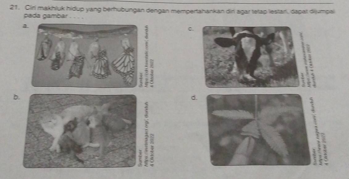 Ciri makhluk hidup yang berhubungan dengan mempertahankan diri agar tetap lestari, dapat dijumpal
pada gambar ___
a
:
C.
b.
d.