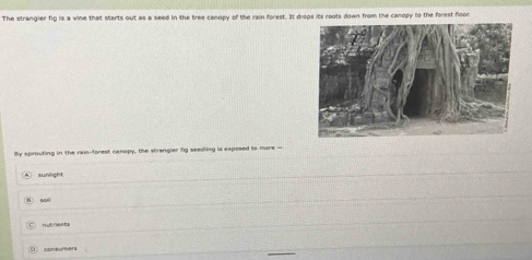 The strangier fig is a vine that starts out as a seed in the tree canopy of the rain forest. It diops its roots down from the canopy to the forest floor.
y sprouting in the rain-forest canopy, the strangier fig seedling is exposed to more -
sunlight
sol
nutrients
() consumers