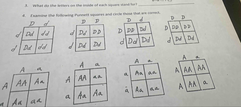 What do the letters on the inside of each square stand for? 
_ 
4. Examine the following Punnett squares and circle those that are correct 
A