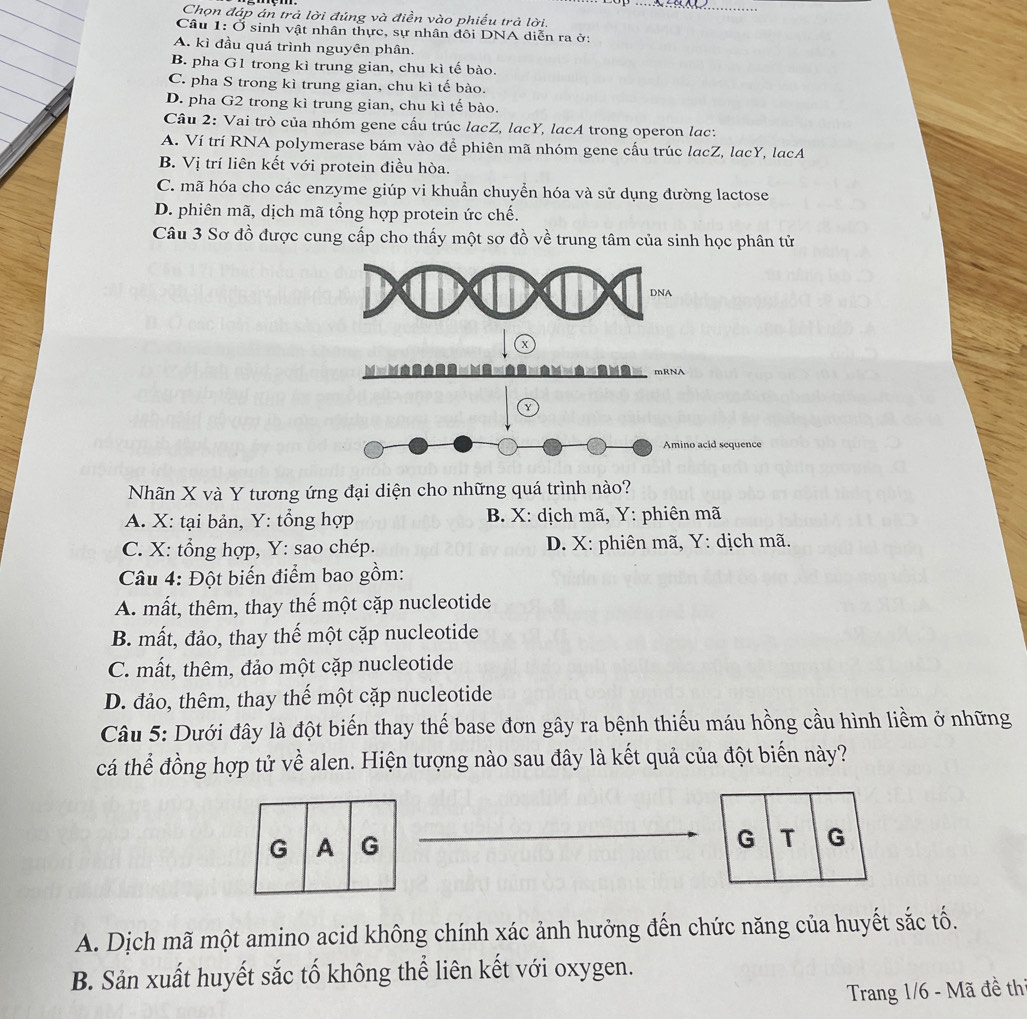 Chọn đáp án trả lời đúng và điền vào phiếu trả lời.
Câu 1· ( Ở sinh vật nhân thực, sự nhân đôi DNA diễn ra ở:
A. kì đầu quá trình nguyên phân.
B. pha G1 trong kì trung gian, chu kì tế bào.
C. pha S trong kì trung gian, chu kì tế bào.
D. pha G2 trong kì trung gian, chu kì tế bào.
Câu 2: Vai trò của nhóm gene cấu trúc lacZ, lacY, lacA trong operon lạc:
A. Ví trí RNA polymerase bám vào để phiên mã nhóm gene cấu trúc lacZ, lacY, lacA
B. Vị trí liên kết với protein điều hòa.
C. mã hóa cho các enzyme giúp vi khuẩn chuyển hóa và sử dụng đường lactose
D. phiên mã, dịch mã tổng hợp protein ức chế.
Câu 3 Sơ đồ được cung cấp cho thấy một sơ đồ về trung tâm của sinh học phân tử
Y
Amino acid sequence
Nhãn X và Y tương ứng đại diện cho những quá trình nào?
A. X: tại bản, Y: tổng hợp B. X: dịch mã, Y: phiên mã
C. X: tổng hợp, Y: sao chép.  D. X: phiên mã, Y: dịch mã.
Câu 4: Đột biến điểm bao gồm:
A. mất, thêm, thay thế một cặp nucleotide
B. mất, đảo, thay thế một cặp nucleotide
C. mất, thêm, đảo một cặp nucleotide
D. đảo, thêm, thay thế một cặp nucleotide
Câu 5: Dưới đây là đột biến thay thế base đơn gây ra bệnh thiếu máu hồng cầu hình liềm ở những
cá thể đồng hợp tử về alen. Hiện tượng nào sau đây là kết quả của đột biến này?
A. Dịch mã một amino acid không chính xác ảnh hưởng đến chức năng của huyết sắc tố.
B. Sản xuất huyết sắc tố không thể liên kết với oxygen.
Trang 1/6 - Mã đề thi