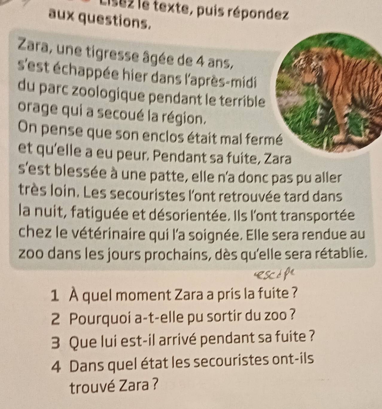 Lisez le texte, puis répondez 
aux questions. 
Zara, une tigresse âgée de 4 ans, 
s'est échappée hier dans l'après-midi 
du parc zoologique pendant le terrible 
orage qui a secoué la région. 
On pense que son enclos était mal ferm 
et qu'elle a eu peur. Pendant sa fuite, Zara 
s'est blessée à une patte, elle n'a donc pas pu aller 
très loin. Les secouristes l'ont retrouvée tard dans 
la nuit, fatiguée et désorientée. Ils l'ont transportée 
chez le vétérinaire qui l'a soignée. Elle sera rendue au 
zoo dans les jours prochains, dès qu'elle sera rétablie. 
1 À quel moment Zara a pris la fuite ? 
2 Pourquoi a-t-elle pu sortir du zoo ? 
3 Que lui est-il arrivé pendant sa fuite ? 
4 Dans quel état les secouristes ont-ils 
trouvé Zara ?