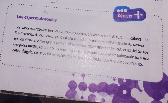 Conocer 
Los espermatozoides 
Los espermatozoides son células muy pequeñas, en las que se distingue una cabeza, de
5-8 micrones de diámetro, que contiene el núcleo, y una estructura llamada acrosoma, 
que contiene enzimas que le permite al espermatozoide atravesar las cubiertas del óvulo; 
una pieza media, de unos 5 micronca de migu con gran centidad de mitocondrias; y una 
cola o flagelo, de unos 50 micrones de laga o que pbuibilita su activo desplazamiento.