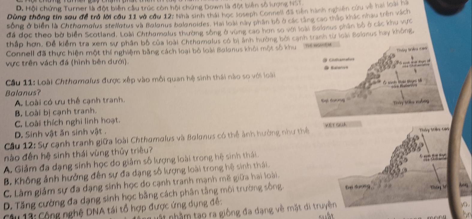 D. Hội chứng Turner là đột biên cầu trúc còn hội chứng Down là đột biên số lượng NST
Dùng thông tin sau để trở lời câu 11 và câu 12: Nhà sinh thái học Joseph Connell đã tiên hành nghiên cứu về hai loài ha
sống ở biển là Chthamalus stellatus và Balanus balanoides. Hai loài này phân bộ ở các tầng cao thập khác nhau trên vách
đá dọc theo bờ biển Scotland, Loài Chthamalus thường sống ở vùng cao hơn so với loài Balenus phân bộ ở các khu vực
thấp hơn. Để kiểm tra xem sự phân bố của loài Chthamolus có bị ảnh hưởng bởi cạnh tranh từ loài Balonus hay không,
Connell đã thực hiện một thí nghiệm bằng cách loại bỏ loài Balanus khỏi một số khu
vực trên vách đá (hình bên dưới),
Câu 11: Loài Chthamglus được xếp vào mối quan hệ sinh thái nào so với loài
Balanus?
A. Loài có ưu thể cạnh tranh.
B. Loài bị cạnh tranh.
C. Loài thích nghi linh hoạt.
D. Sinh vật ăn sinh vật . VET QUA
Câu 12: Sự cạnh tranh giữa loài Chthamalus và Balanus có thể ảnh hưởng như thể
nào đến hệ sinh thái vùng thủy triều?  Thy trêu sao
A. Giảm đa dạng sinh học do giảm số lượng loài trong hệ sinh thái.
B. Không ảnh hưởng đến sự đa dạng số lượng loài trong hệ sinh thái.
C. Làm giảm sự đa dạng sinh học do cạnh tranh mạnh mẽ giữa hai loài.
D. Tăng cường đa dạng sinh học bằng cách phân tầng môi trường sống.
Đại dương Táy T
Câu 13: Cộng nghệ DNA tái tổ hợp được ứng dụng đề: 39.
nất nhằm tạo ra giống đa dạng về mặt di truyên
suất
bn