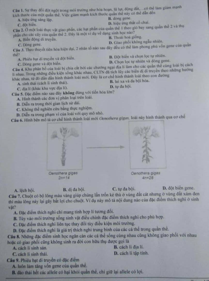 Cầu 1. Sự thay đổi đột ngột trong môi trường như hòa hoạn, lũ lụt, động đất,..có thể làm giám mạnh
kích thước của một quần thể. Việc giám mạnh kích thước quản thể này có thể dẫn đến
A. hiệu ứng sáng lập. B. dòng gene.
C. đột biển. D. hiệu ứng thất cổ chai.
Câu 2. Ở một loài thực vật giao phần, các hạt phần của quần thể 1 theo gió bay sang quần thể 2 và thụ
phần cho các cây của quần thể 2. Đây là một ví dụ về dạng sinh học nào?
A. Biến động di truyền. B. Thoái hoá giống.
C. Dòng gene. D. Giao phối không ngẫu nhiên.
Câu 3. Theo thuyết tiên hóa hiện đại, 2 nhân tố nào sau đây đều có thể làm phong phú vốn gene của quản
thể?
A. Phiêu bạt di truyền và đột biển. B. Đột biến và chọn lọc tự nhiên.
C. Dòng gene và đột biển. D. Chọn lọc tự nhiên và dồng gene.
Câu 4. Khu phân bố của loài bị chia cất bởi các chướng ngại địa lí làm cho các quần thể cùng loài bị cách
li nhau. Trong những điều kiện sống khác nhau, CLTN đã tích lũy các biến dị di truyền theo những hưởng
khác nhau, từ đó dẫn dằn hình thành loài mới. Đây là cơ chế hình thành loài theo con đường
A. sinh thái (cách lì sinh thái). B. lai xa và đa bội hóa.
C. đja lí (khác khu vực địa lí). D. tự đa bội.
Câu 5. Đặc điểm nào sau đây không đủng với tiển hóa lớn?
A. Hình thành các đơn vị phân loại trên loài.
B. Diễn ra trong thời gian lịch sử dài.
C. Không thể nghiên cứu bằng thực nghiệm.
D. Diễn ra trong phạm vi của loài với quy mô nhỏ.
Câu 6. Hình bên mô tả cơ chế hình thành loài mới Oenothera gigas, loài này hình thành qua cơ chế
Cenothera gigas Oenothera gigas
2n=14
4n=28
A. lệch bội. B. dị đa bội. C. tự đa bội. D. đột biến gene.
Câu 7. Chuột có bộ lông màu vàng giúp chúng lần trốn kẻ thù ở vùng đất cát nhưng ở vùng đất xám đen
thì màu lông này lại gây bắt lợi cho chuột. Ví dụ này mô tả nội dung nào của đặc điểm thích nghi ở sinh
vật?
A. Đặc điểm thích nghi chỉ mang tính hợp lí tương đối.
B. Tùy vào môi trường sống sinh vật điều chỉnh đặc điểm thích nghi cho phù hợp.
C. Đặc điểm thích nghi liên tục thay đổi tùy điều kiện môi trường.
D. Đặc điểm thích nghi là giá trị thích nghi trung bình của các cá thể trong quần thể.
Câu 8. Những đặc điểm sinh học ngăn cản các cá thể sống cùng nhau cũng không giao phối với nhau
hoặc có giao phối cũng không sinh ra đời con hữu thụ được gọi là
A. cách li sinh sản. B. cách li địa lí.
C. cách li sinh thái. D. cách li tập tính.
Câu 9. Phiêu bạt di truyền có đặc điểm
A. luôn làm tăng vốn gene của quần thê.
B. đảo thái hết các allele có hại khỏi quần thể, chỉ giữ lại allele có lợi.