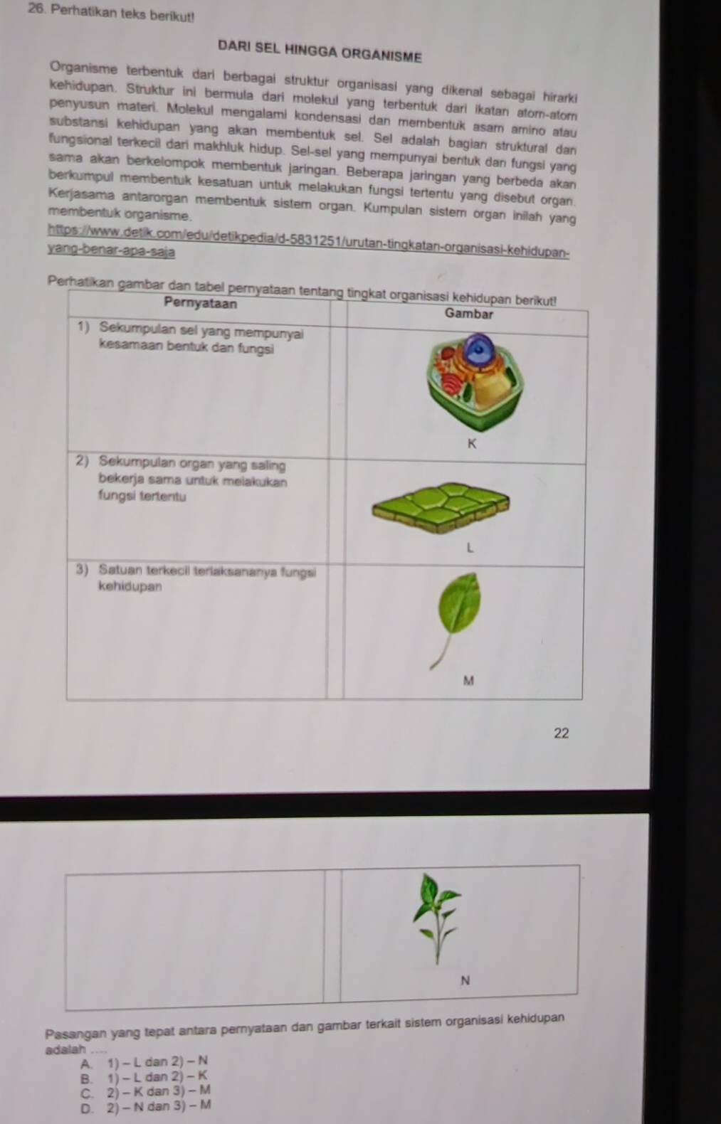 Perhatikan teks berikut!
DARI SEL HINGGA ORGANISME
Organisme terbentuk dari berbagai struktur organisasi yang dikenal sebagai hirarki
kehidupan. Struktur ini bermula dari molekul yang terbentuk dari ikatan atom-atom
penyusun materi. Molekul mengalami kondensasi dan membentuk asam amino atau
substansi kehidupan yang akan membentuk sel. Sel adalah bagian struktural dan
fungsional terkecil dari makhluk hidup. Sel-sel yang mempunyai bentuk dan fungsi yang
sama akan berkelompok membentuk jaringan. Beberapa jaringan yang berbeda akan
berkumpul membentuk kesatuan untuk melakukan fungsi tertentu yang disebut organ.
Kerjasama antarorgan membentuk sistem organ. Kumpulan sistem organ inilah yang
membentuk organisme.
https://www.detik.com/edu/detikpedia/d-5831251/urutan-tingkatan-organisasi-kehidupan-
yang-benar-apa-saja
22
N
Pasangan yang tepat antara pernyataan dan gambar terkait sistem organisasi kehidupan
adalah_
A. 1) - L dan 2) - N
B. 1) - L dan 2) - K
C. 2) - K dan 3) - M
D. 2) - N dan 3) - M