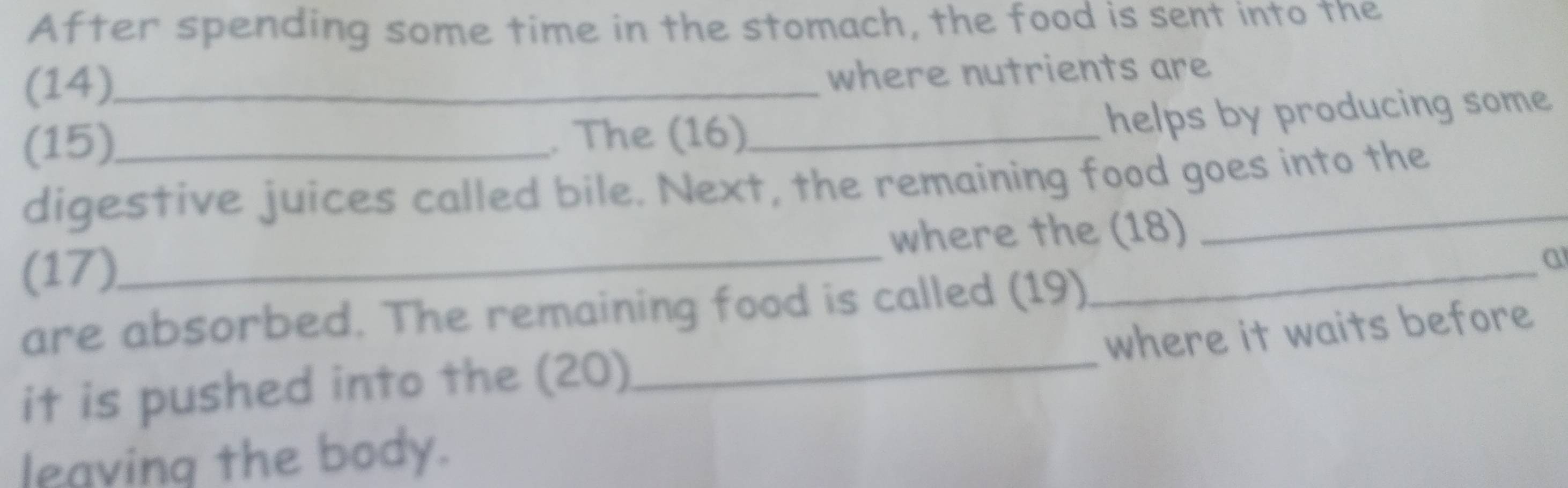 After spending some time in the stomach, the food is sent into the 
(14)_ 
where nutrients are 
(15)_ . The (16)_ 
helps by producing some 
digestive juices called bile. Next, the remaining food goes into the 
(17)_ where the (18) 
a 
_ 
are absorbed. The remaining food is called (19) 
where it waits before 
it is pushed into the (20) 
leaving the body.