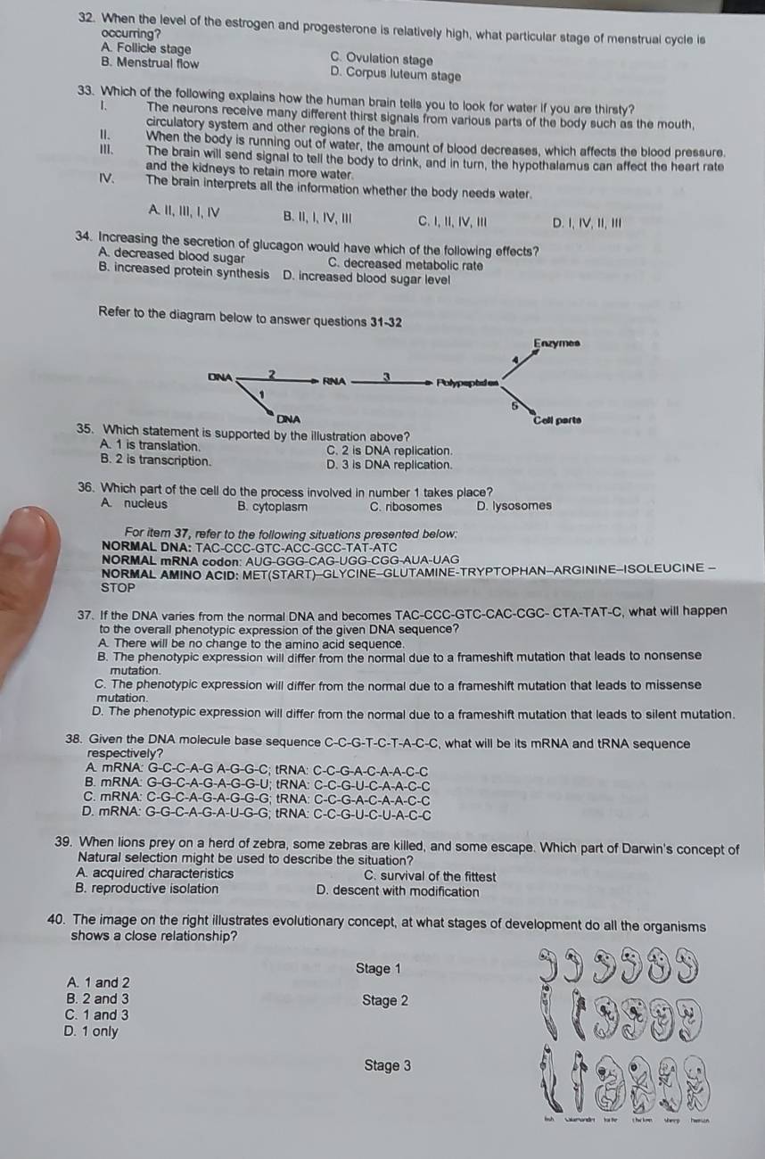 When the level of the estrogen and progesterone is relatively high, what particular stage of menstrual cycle is
occurring?
A. Follicie stage C. Ovulation stage
B. Menstrual flow D. Corpus luteum stage
33. Which of the following explains how the human brain tells you to look for water if you are thirsty?
1 The neurons receive many different thirst signals from various parts of the body such as the mouth,
circulatory system and other regions of the brain.
II. When the body is running out of water, the amount of blood decreases, which affects the blood pressure.
III. The brain will send signal to tell the body to drink, and in turn, the hypothalamus can affect the heart rate
and the kidneys to retain more water.
IV. The brain interprets all the information whether the body needs water.
A. ⅡI, III, I, Ⅳ B.Ⅱ,I、IV, ⅢI C. I,II,IV,III D.I,IV,II,III
34. Increasing the secretion of glucagon would have which of the following effects?
A. decreased blood sugar C. decreased metabolic rate
B. increased protein synthesis D. increased blood sugar level
Refer to the diagram below to answer questions 31-32
35. Which statorted by the illustration above?
A. 1 is translation. C. 2 is DNA replication.
B. 2 is transcription. D. 3 is DNA replication.
36. Which part of the cell do the process involved in number 1 takes place?
A. nucleus B. cytoplasm C. ribosomes D. lysosomes
For item 37, refer to the following situations presented below:
NORMAL DNA: TAC-CCC-GTC-ACC-GCC-TAT-ATC
NORMAL mRNA codon: AUG-GGG-CAG-UGG-CGG-AUA-UAG
NORMAL AMINO ACID: MET(START)--GLYCINE-GLUTAMINE-TRYPTOPHAN-ARGININE-ISOLEUCINE -
STOP
37. If the DNA varies from the normal DNA and becomes TAC-CCC-GTC-CAC-CGC- CTA-TAT-C, what will happen
to the overall phenotypic expression of the given DNA sequence?
A. There will be no change to the amino acid sequence.
B. The phenotypic expression will differ from the normal due to a frameshift mutation that leads to nonsense
mutation
C. The phenotypic expression will differ from the normal due to a frameshift mutation that leads to missense
mutation
D. The phenotypic expression will differ from the normal due to a frameshift mutation that leads to silent mutation.
38. Given the DNA molecule base sequence C-C-G-T-C-T-A-C-C, what will be its mRNA and tRNA sequence
respectively?
A. mRNA: G-C-C-A-G A-G-G-C; tRNA: C-C-G-A-C-A-A-C-C
B. mRNA: G-G-C-A-C 6-A-G-G-L J; tRNA: C-C-G-L J-C-A-A- C-1
C. mRNA: C-G-C-A-G-A- 3-G-G; tRNA: C-C-G-A-C-A-A-C-C
D. mRNA: G-G-C-A-G-A-U -G-G; tRNA: C-C-G-U-C-U-A-C-C
39. When lions prey on a herd of zebra, some zebras are killed, and some escape. Which part of Darwin's concept of
Natural selection might be used to describe the situation?
A. acquired characteristics C. survival of the fittest
B. reproductive isolation D. descent with modification
40. The image on the right illustrates evolutionary concept, at what stages of development do all the organisms
shows a close relationship?
Stage 1
A. 1 and 2
B. 2 and 3 Stage 2
C. 1 and 3
D. 1 only
Stage 3