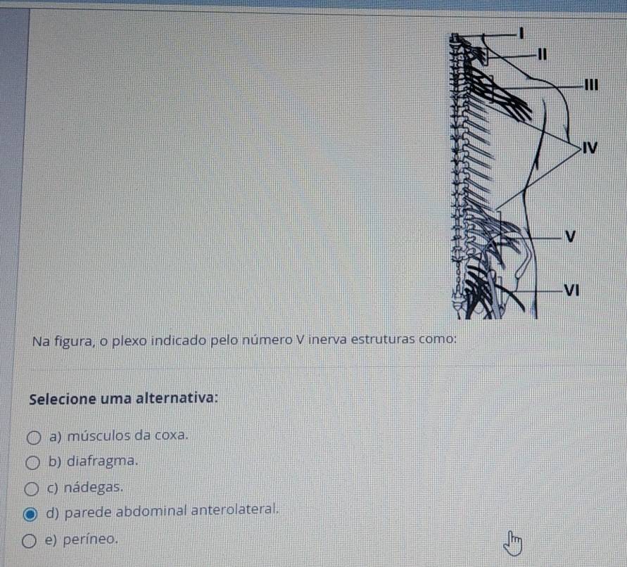 Na figura, o plexo indicado pelo número V inerva estruturas como:
Selecione uma alternativa:
a) músculos da coxa.
b) diafragma.
c) nádegas.
d) parede abdominal anterolateral.
e) períneo.