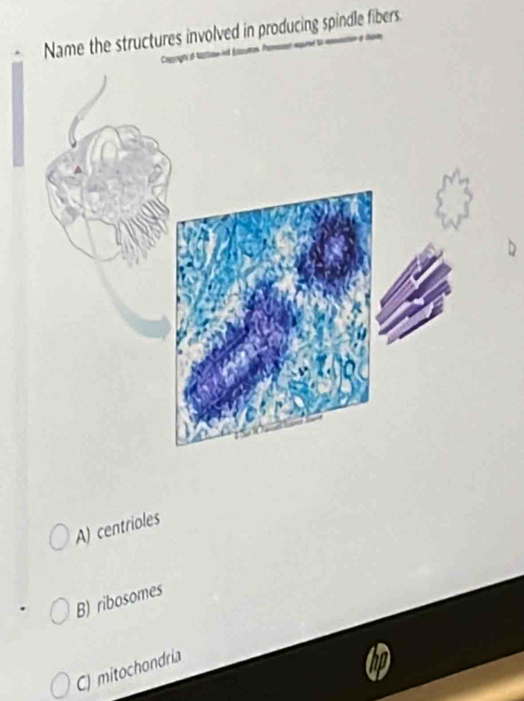 Name the structures involved in producing spindle fibers
A) centrioles
B) ribosomes
CJ mitochondria