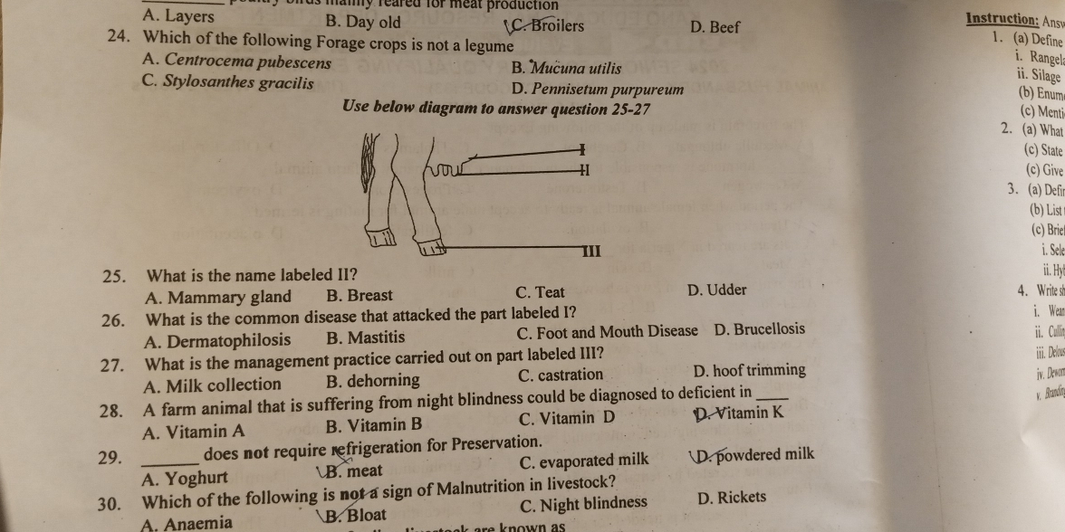 A. Layers B. Day old C. Broilers D. Beef
maiy reared for meat production Instruction: Ansv 1. (a) Define
24. Which of the following Forage crops is not a legume
i. Rangel
A. Centrocema pubescens B. Mucuna utilis
ii. Silage
C. Stylosanthes gracilis D. Pennisetum purpureum (b) Enum
Use below diagram to answer question 25-27 (c) Menti
2. (a) What
(c) State
(c) Give
3. (a) Defir
(b) List 
(c) Brie
i. Sele
25. What is the name labeled II?
ii. Hyt
A. Mammary gland B. Breast C. Teat D. Udder 4. Write sh
26. What is the common disease that attacked the part labeled I?
i. Wean
A. Dermatophilosis B. Mastitis C. Foot and Mouth Disease D. Brucellosis ii. Cullin
27. What is the management practice carried out on part labeled III? iiii. Delous
A. Milk collection B. dehorning C. castration D. hoof trimming
iv. Dewon
28. A farm animal that is suffering from night blindness could be diagnosed to deficient in_
K.Acandín
A. Vitamin A B. Vitamin B C. Vitamin D D. Vitamin K
29. _does not require refrigeration for Preservation.
A. Yoghurt B. meat C. evaporated milk D. powdered milk
30. Which of the following is not a sign of Malnutrition in livestock?
A. Anaemia B. Bloat C. Night blindness D. Rickets
known as
