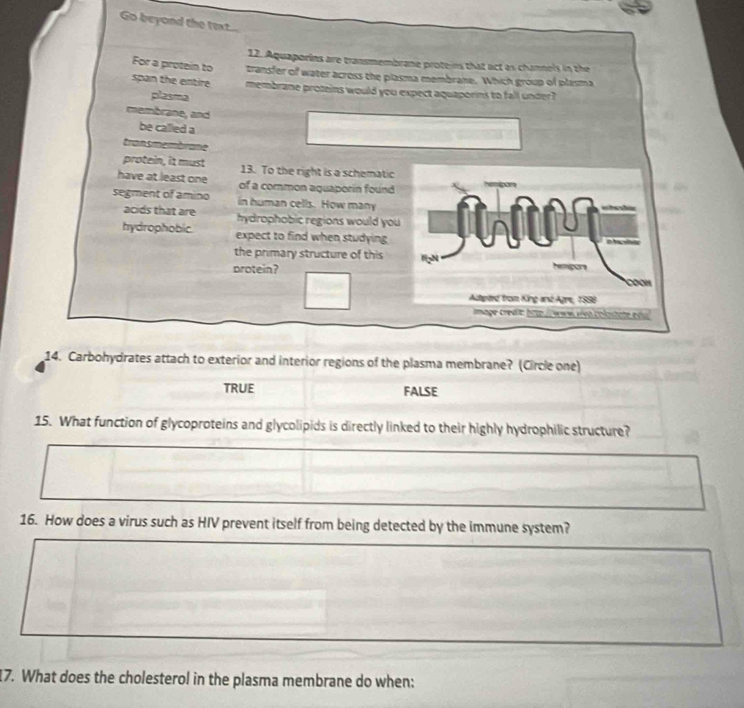 Go beyond the text...
12. Aquaporins are transmembrane proteins that act as channels in the
For a protein to transfer of water across the plasma membrane. Which group of plasma
span the entire membrane proteins would you expect aquaporins to fall under?
plasma
membrane, and
be called a
transmembrane
protein, it must 13. To the right is a schematic
have at least one of a common aquaporin found 
segment of amino in human cells. How many
acids that are hydrophobic regions would yo
hydrophobic. expect to find when studying
the primary structure of this
protein?
14. Carbohydrates attach to exterior and interior regions of the plasma membrane? (Circle one)
TRUE FALSE
15. What function of glycoproteins and glycolipids is directly linked to their highly hydrophilic structure?
16. How does a virus such as HIV prevent itself from being detected by the immune system?
17. What does the cholesterol in the plasma membrane do when: