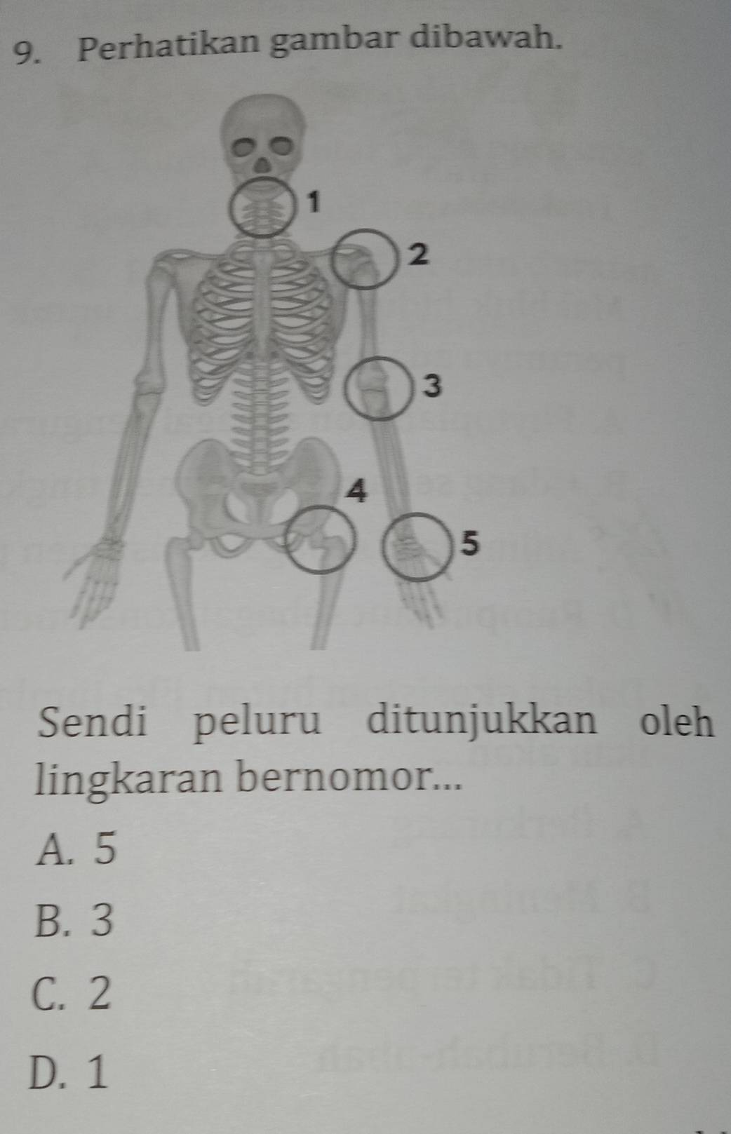 Perhatikan gambar dibawah.
Sendi peluru ditunjukkan oleh
lingkaran bernomor...
A. 5
B. 3
C. 2
D. 1