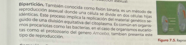 ción asexual : 
Bipartición. También conocida como fisión binaria, es un método de 
reproducción asexual donde una célula se divide en dos células hijas 
idénticas. Este proceso implica la replicación del material genético se- 
guido de una división equitativa del citoplasma. Es común en organis- 
mos procariotas como las bacterias, en el caso de organismos eucario- 
tas como el protozoario del genero Amoeba, tambien presenta este 
tipo de reproducción. Figura 7.5. Repro