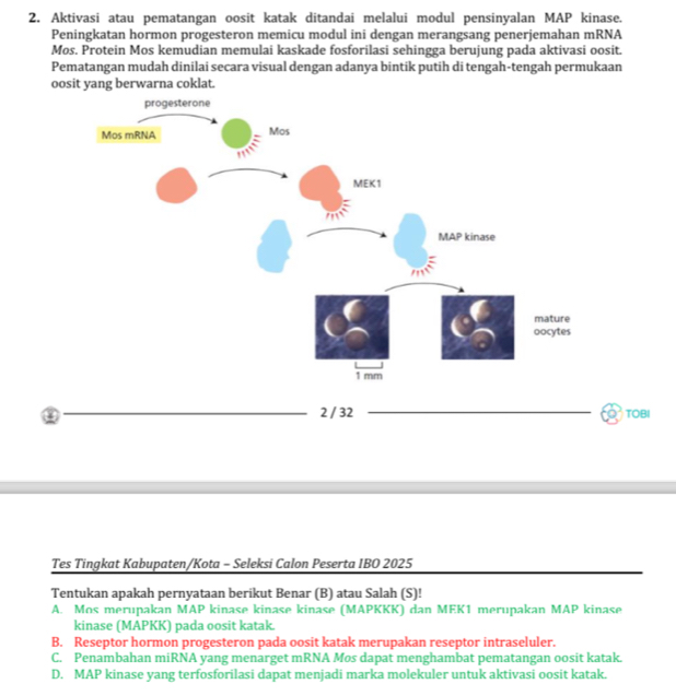 Aktivasi atau pematangan oosit katak ditandai melalui modul pensinyalan MAP kinase.
Peningkatan hormon progesteron memicu modul ini dengan merangsang penerjemahan mRNA
Mos. Protein Mos kemudian memulai kaskade fosforilasi sehingga berujung pada aktivasi oosit.
Pematangan mudah dinilai secara visual dengan adanya bintik putih di tengah-tengah permukaan
oosit yang berwarna coklat.
TOBI
Tes Tingkat Kabupaten/Kota - Seleksi Calon Peserta IBO 2025
Tentukan apakah pernyataan berikut Benar (B) atau Salah (S)!
A. Mos merupakan MAP kinase kinase kinase (MAPKKK) dan MEK1 merupakan MAP kinase
kinase (MAPKK) pada oosit katak.
B. Reseptor hormon progesteron pada oosit katak merupakan reseptor intraseluler.
C. Penambahan miRNA yang menarget mRNA Mos dapat menghambat pematangan oosit katak.
D. MAP kinase yang terfosforilasi dapat menjadi marka molekuler untuk aktivasi oosit katak.