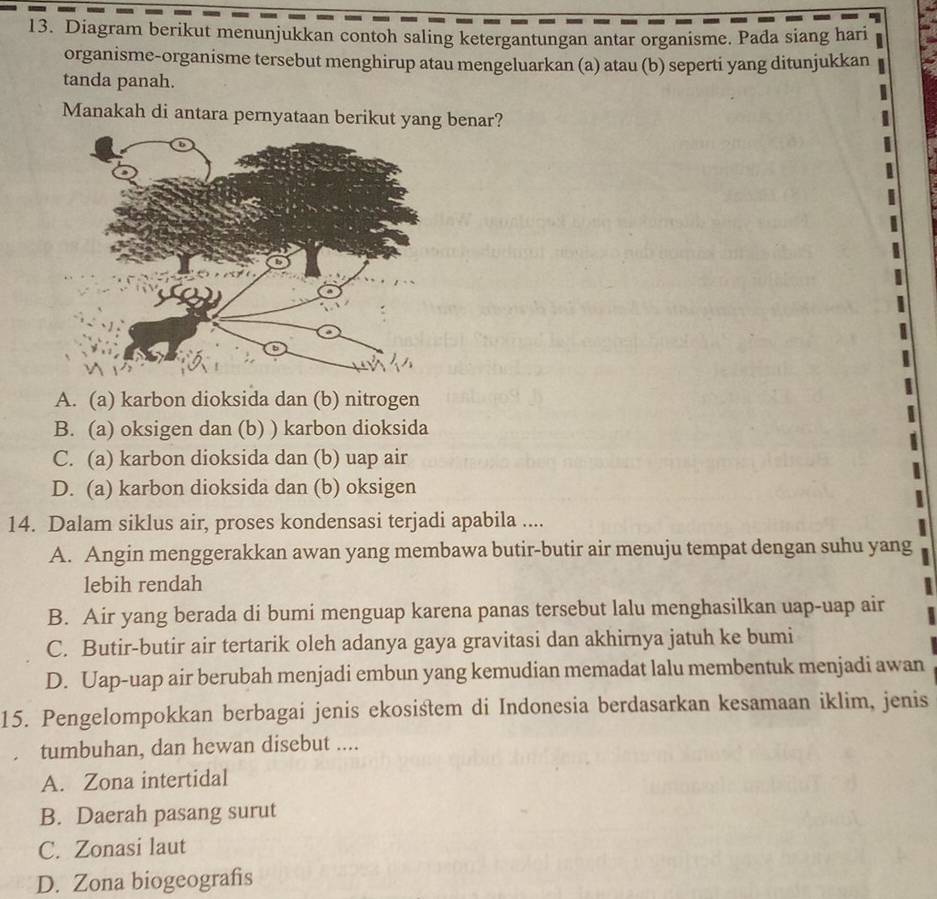 Diagram berikut menunjukkan contoh saling ketergantungan antar organisme. Pada siang hari
organisme-organisme tersebut menghirup atau mengeluarkan (a) atau (b) seperti yang ditunjukkan
tanda panah.
Manakah di antara pernyataan berikut yang benar?
A. (a) karbon dioksida dan (b) nitrogen
B. (a) oksigen dan (b) ) karbon dioksida
C. (a) karbon dioksida dan (b) uap air
D. (a) karbon dioksida dan (b) oksigen
14. Dalam siklus air, proses kondensasi terjadi apabila ....
A. Angin menggerakkan awan yang membawa butir-butir air menuju tempat dengan suhu yang
lebih rendah
B. Air yang berada di bumi menguap karena panas tersebut lalu menghasilkan uap-uap air
C. Butir-butir air tertarik oleh adanya gaya gravitasi dan akhirnya jatuh ke bumi
D. Uap-uap air berubah menjadi embun yang kemudian memadat lalu membentuk menjadi awan
15. Pengelompokkan berbagai jenis ekosistem di Indonesia berdasarkan kesamaan iklim, jenis
tumbuhan, dan hewan disebut ....
A. Zona intertidal
B. Daerah pasang surut
C. Zonasi laut
D. Zona biogeografis