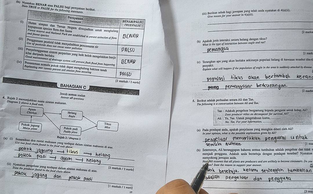 Nyatakan BENAR atau PALSU bagi 
State TRUE
(iii) Berikan sebab bagi jawapan yang telah anda nyatakan di 4(a)(ii).
Give reason for your answer in 4(a)(ii).
_
_
[2 marka
(b) Apakah jenis interaksi antara helang dengan tikus?
What is the type of interaction between eagle and rat?
_
[I mark:
(c) Terangkan apa yang akan berlaku sekiranya populasi helang di kawasan tersebut tiba-t
penyakit.
Explain what will happen if the population of eagle in the area is suddenly attacked by disease.
_
BAHAGIAN C
_
[2 mark
Jawab semua soalan Answer all questions
5. Berikut adalah perbualan antara Ali dan Tan.
4. Rajah 2 menunjukkan suatu siratan makanan
Diagram 2 shows a food web.
The following is a conversation between All and Tan.
Tan : Adakah pengeluar bergantung kepada pengurai untuk hidup, Ali?
Does producer relies on decomposer for survival, Ali?
Ali ; Ya, Tan: Untuk pengetahuan kamu,_
Yes, Tan. For your information,_
(a) Pada pendapat anda, apakah penjelasan yang mungkin diberi oleh Ali?
In your opinion, what is the possible explanation given by All?
(a)dua rantai makanan yang terdapat dalam siratan makanan di atas._
sem u la   n u t ia [1 ma
List two food chain found in the food web above.
_ (b) Seterusnya, Ali beranggapan bahawa semua tumbuhan adalah pengeluar dan tidak 
_
menjadi pengguna. Adakah anda bersetuju dengan pendapat tersebut? Nyatakan
menyokong jawapan anda.
Next/All assumes that all plants are producers and are unlikely to become consumers. Do you
on? State the reason to support your answer.
_
(ii) Nyatakan pengeluar yang terdapat dalam siratan makanan di atas.
[2 markah / 2 marks]
_
State the producer found in the food chain above
_
[1 markah / 1 mark]
_
17
[3 mar