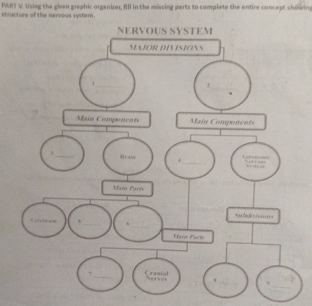 Using the given graphic organizer, fill in the missing parts to complete the entire concept showing 
structure of the nervous system.