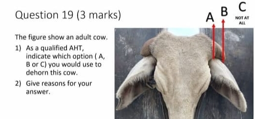 (3 mar 
The figure show an adult cow. 
1) As a qualified AHT, 
indicate which option ( A,
B or C) you would use to 
dehorn this cow. 
2) Give reasons for your 
answer.