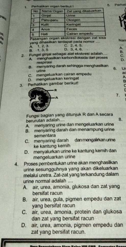 Perhatikan organ berikut ! 5. Perhat
yak
us 
da Pasa Nam
6
yang dihasilkan terdapat pada nomor ....
A. 1, 2, 3. C. 2, 4, 5.
B. 1, 3, 5 D. 3, 4, 6.
A.
2. Fungsi ginjal sebagai alat ekskresi adalah.... B.
A. menghasilkan karbondioksida dari proses C.
respirasi D.
B. menyaring darah sehingga menghasilkan 6. Ur
urine
C. mengeluarkan cairan empedu ac
D. mengeluarkan keringat A
3. Perhatikan gambar berikut! B
C
7.
Fungsi bagian yang ditunjuk R dan A secara
berurutan adalah....
8.
A. menyaring urine dan mengeluarkan urine
B. menyaring darah dan menampung urine
sementara
C. menyaring darah dan mengalirkan urine
ke kantung kemih
D. menyalurkan urine ke kantung kemih dan
mengeluarkan urine
4. Proses pembentukan urine akan menghasilkan
urine sesungguhnya yang akan dikeluarkan
melalui uretra. Zat-zat yang terkandung dalam
urine normal adalah ....
A. air, urea, amonia, glukosa dan zat yang
bersifat racun
B. air, urea, gula, pigmen empedu dan zat
yang bersifat racun
C. air, urea, amonia, protein dan glukosa
dan zat yang bersifat racun
D. air, urea, amonia, pigmen empedu dan
zat yang bersifat racun.