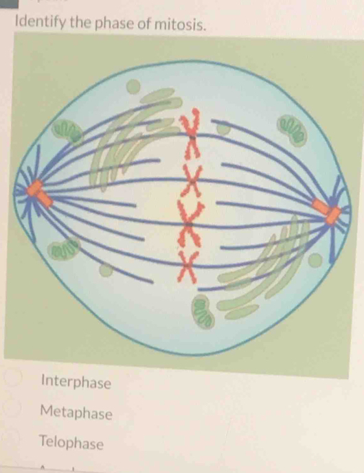 Identify the phase of mitosis.
Interphase
Metaphase
Telophase