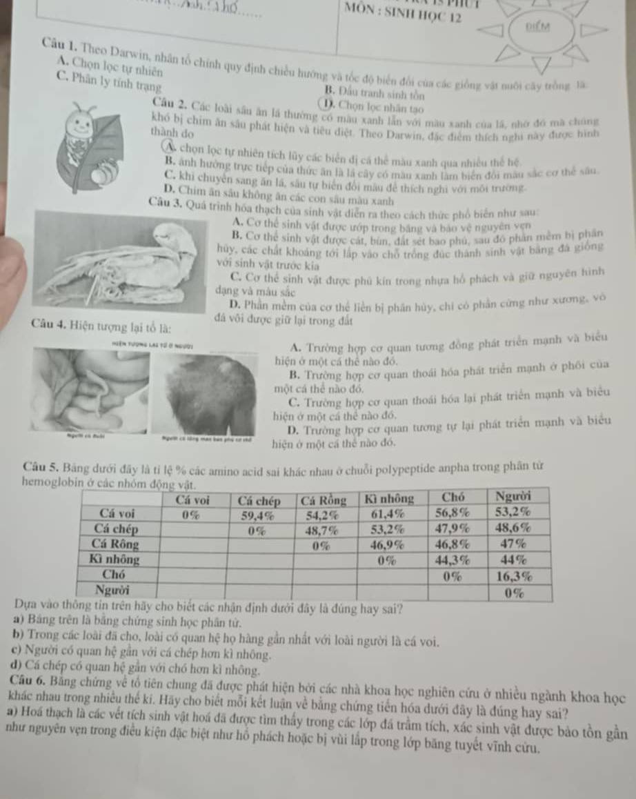 MÔN : SINH HQC 12
Điểm
A. Chọn lọc tự nhiên
Câu 1. Theo Darwin, nhân tổ chính quy định chiều hướng và tốc độ biển đổi của các giống vật nuôi cây trồng là
C. Phân ly tính trạng
B. Đầu tranh sinh tồn
D. Chọn lọc nhân tạo
Câu 2. Các loài sâu ăn lã thường có màu xanh lẫn với màu xanh của lã, nhớ đó mã chúng
khó bị chim ăn sâu phát hiện và tiêu điệt. Theo Darwin, đặc điểm thích nghi này được hình
thành do
A chọn lọc tự nhiên tích lũy các biển đị cá thể màu xanh qua nhiều thể hệ
B. ảnh hưởng trực tiếp của thức ăn là là cây có màu xanh làm biển đổi mâu sắc cơ thể sâu.
C. khi chuyên sang ăn lã, sâu tự biện đổi màu để thích nghĩ với môi trường.
D. Chim ăn sâu không ân các con sâu màu xanh
Câu 3. Quá tnh hóa thạch của sinh vật diễn ra theo cách thức phố biển như sau:
A. Cơ thể sinh vật được ướp trong bằng và bao vệ nguyên ven
B. Cơ thể sinh vật được cát, bùn, đất sét bao phú, sau đó phản mềm bị phân
ủy, các chất khoảng tới lập vào chỗ trống đúc thành sinh vật băng đá giống
ới sinh vật trước kia
C. Cơ thể sinh vật được phủ kín trong nhựa hổ phách và giữ nguyên hình
ạng và màu sắc
D. Phần mềm của cơ thể liền bị phần hùy, chi có phần cừng như xương, vô
đá vôi được giữ lại trong đất
Câu 4. Hiện tượng lại tổ là:
Miêm tương lai tổ ở ngườz
A. Trường hợp cơ quan tương đồng phát triển mạnh và biểu
hiện ở một cá thê nào đó.
B. Trường hợp cơ quan thoái hóa phát triển mạnh ở phối của
một cá thể nào đó.
C. Trường hợp cơ quan thoái hóa lại phát triển mạnh và biểu
hiện ở một cá thể nào đó.
D. Trường hợp cơ quan tương tự lại phát triển mạnh và biểu
'ge có đuà Agen có lông man bản phú cơ vhớ hiện ở một cá thể nào đó.
Câu 5. Bảng dưới đây là tỉ lệ % các amino acid sai khác nhau ở chuỗi polypeptide anpha trong phân từ
he
Dựalà đúng hay sai?
a) Bảng trên là bằng chứng sinh học phân tử.
b) Trong các loài đã cho, loài có quan hệ họ hàng gần nhất với loài người là cá voi.
c) Người có quan hệ gần với cá chép hơn kì nhông.
d) Cá chép có quan hệ gần với chó hơn kì nhông.
Cầu 6. Bằng chứng về tổ tiên chung đã được phát hiện bởi các nhà khoa học nghiên cứu ở nhiều ngành khoa học
khác nhau trong nhiều thế kí. Hãy cho biết mỗi kết luận về bằng chứng tiển hóa dưới đây là đúng hay sai?
a) Hoá thạch là các vết tích sinh vật hoá đã được tìm thấy trong các lớp đã trầm tích, xác sinh vật được bảo tồn gần
như nguyên vẹn trong điều kiện đặc biệt như hổ phách hoặc bị vùi lắp trong lớp băng tuyết vĩnh cứu.