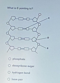 What is C pointing to?
phosphate
deoxyribose sugar
hydrogen bond
base pair