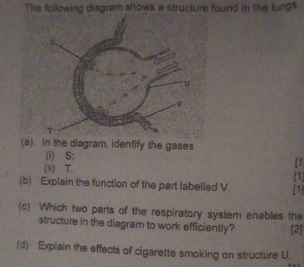 Solved: The following diagram shows a structure found in the lungs. (a ...