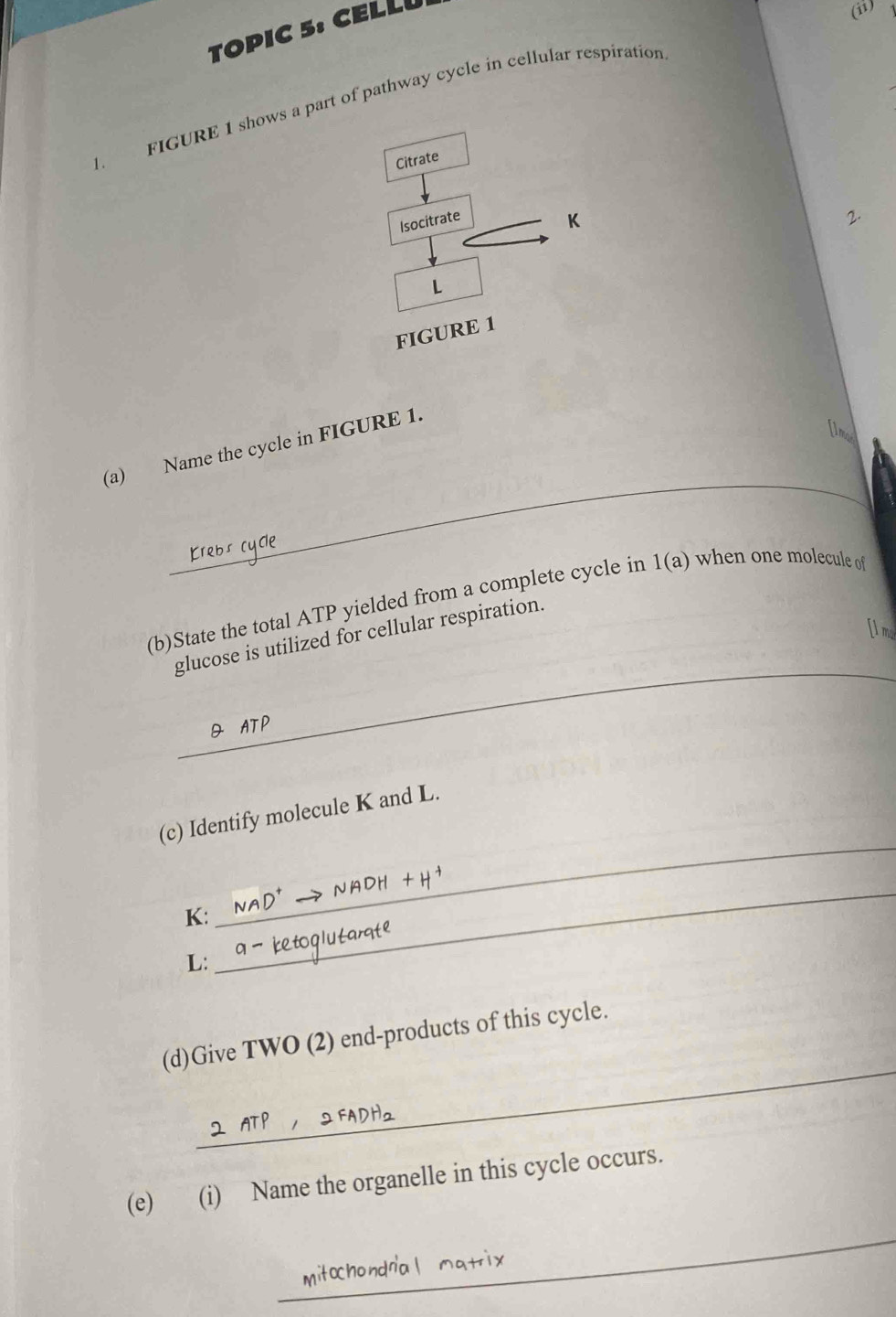 TOPIC 5. CELLU 
(ii) 
l. FIGURE 1 shows a part of pathway cycle in cellular respiration 
Citrate 
Isocitrate
K
L
FIGURE 1 
_ 
(a) Name the cycle in FIGURE 1. 
(b)State the total ATP yielded from a complete cycle in 1(a) when one molecule o
[ l mo 
_ 
glucose is utilized for cellular respiration. 
AT D
_ 
(c) Identify molecule K and L.
K :
L : 
_ 
_ 
(d)Give TWO (2) end-products of this cycle. 
(e) (i) Name the organelle in this cycle occurs. 
_