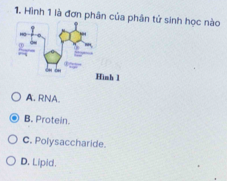 Hình 1 là đơn phân của phân tử sinh học nào
Hình 1
A. RNA.
B. Protein.
C. Polysaccharide.
D. Lipid.