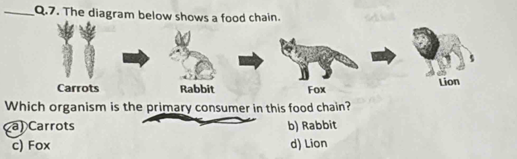 The diagram below shows a food chain.
Lion
Carrots Rabbit Fox
Which organism is the primary consumer in this food chain?
a) Carrots b) Rabbit
c) Fox d) Lion