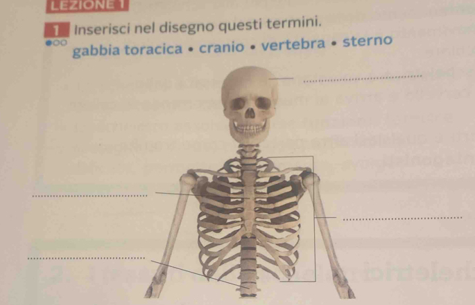 LEZIONE 1 
Inserisci nel disegno questi termini. 
gabbia toracica • cranio • vertebra • sterno 
_ 
_ 
_