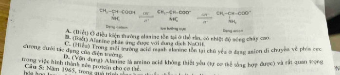 beginarrayr CH_3-CH-COOH NH_3endarray beginarrayr H^(CH)H^+beginarrayr CH_3-CH-COO^- HH_2endarray =  (cm^-)/H^- beginarrayr CH_3-CH-COO^- HH_3endarray
NH_2^-
Dang cation lon lưỡng cực Dang anion
A. (Biết) Ở điều kiện thường alanine tồn tại ở thể rấn, có nhiệt độ nóng chây cao.
B. (Biết) Alanine phân ứng được với dung dịch NaOH.
C. (Hiểu) Trong môi trường acid mạnh alanine tồn tại chủ yếu ở dạng anion di chuyển về phía cực
dương dưới tác dụng của điện trường.
D. (Vận dụng) Alanine là amino acid không thiết yếu (tự cơ thể tổng hợp được) và rắt quan trọng
trong việc hình thành nên protein cho cơ thể.
N
Câu 5: Năm 1965, trong quả trình
hóa họ