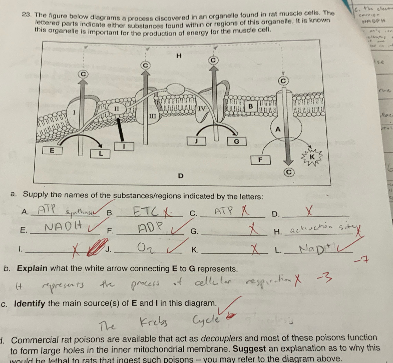 The figure below diagrams a process discovered in an organelle found in rat muscle cells. The 
lettered parts indicate either substances found within or regions of this organelle. It is known 
this organelle is important for the production of energy for the muscle cell. 
Ise 
fac 
a. Supply the names of the substances/regions indicated by the letters: 
A._ 
B._ 
C._ 
D._ 
E._ 
F._ 
G._ 
H._ 
1._ 
J._ 
K._ 
L._ 
b. Explain what the white arrow connecting E to G represents. 
c. Identify the main source(s) of E and I in this diagram. 
d. Commercial rat poisons are available that act as decouplers and most of these poisons function 
to form large holes in the inner mitochondrial membrane. Suggest an explanation as to why this 
would be lethal to rats that ingest such poisons - you may refer to the diagram above.