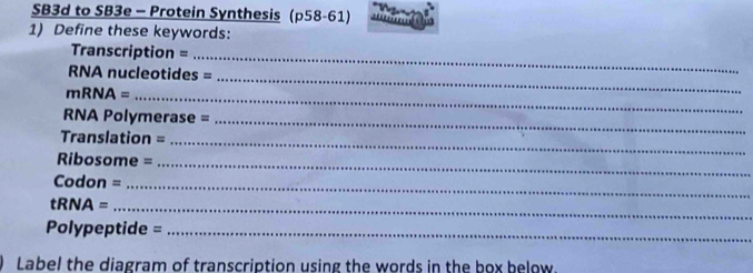 SB3d to SB3e - Protein Synthesis (p58-61) 
1) Define these keywords: 
Transcription = 
_ 
_ 
RNA nucleotides = 
mRNA =_ 
RNA Polymerase = 
Translation = 
_ 
_ 
Ribosome =_ 
Codon = 
_ 
tRNA =_ 
Polypeptide =_ 
Label the diagram of transcription using the words in the box below.