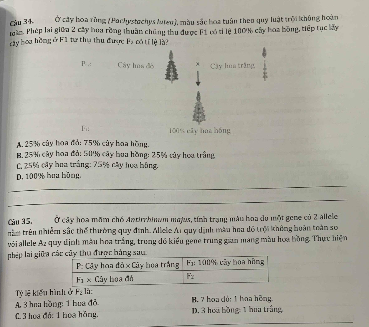 Ở cây hoa rồng (Pachystachys lutea), màu sắc hoa tuân theo quy luật trội không hoàn
toàn. Phép lai giữa 2 cây hoa rồng thuần chủng thu được F1 có tỉ lệ 100% cây hoa hồng, tiếp tục lấy
cây hoa hồng ở F1 tự thụ thu được F_2 có tỉ lệ là?
x
P.. Cây hoa đỏ Cây hoa trắng
F:
100% cây hoa hồng
A. 25% cây hoa đỏ: 75% cây hoa hồng.
B. 25% cây hoa đỏ: 50% cây hoa hồng: 25% cây hoa trắng
C. 25% cây hoa trắng: 75% cây hoa hồng.
D. 100% hoa hồng.
_
_
Câu 35. Ở cây hoa mõm chó Antirrhinum majus, tính trạng màu hoa do một gene có 2 allele
nằm trên nhiễm sắc thể thường quy định. Allele A1 quy định màu hoa đỏ trội không hoàn toàn so
với allele A_2 quy định màu hoa trắng, trong đó kiểu gene trung gian mang màu hoa hồng. Thực hiện
phép lai giữa các cây thu được bảng sau.
Tỷ lệ kiểu hình ở F_2 là:
A. 3 hoa hồng: 1 hoa đỏ.
B. 7 hoa đỏ: 1 hoa hồng.
C. 3 hoa đỏ: 1 hoa hồng. D. 3 hoa hồng: 1 hoa trắng.