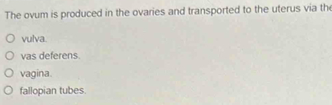 The ovum is produced in the ovaries and transported to the uterus via the
vulva.
vas deferens.
vagina.
fallopian tubes.