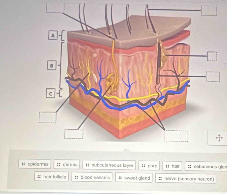 epidermis dermis subcutaneous layer pore hair sebaceous glan
hair follicle blood vessels sweat gland nerve (sensory neuron)