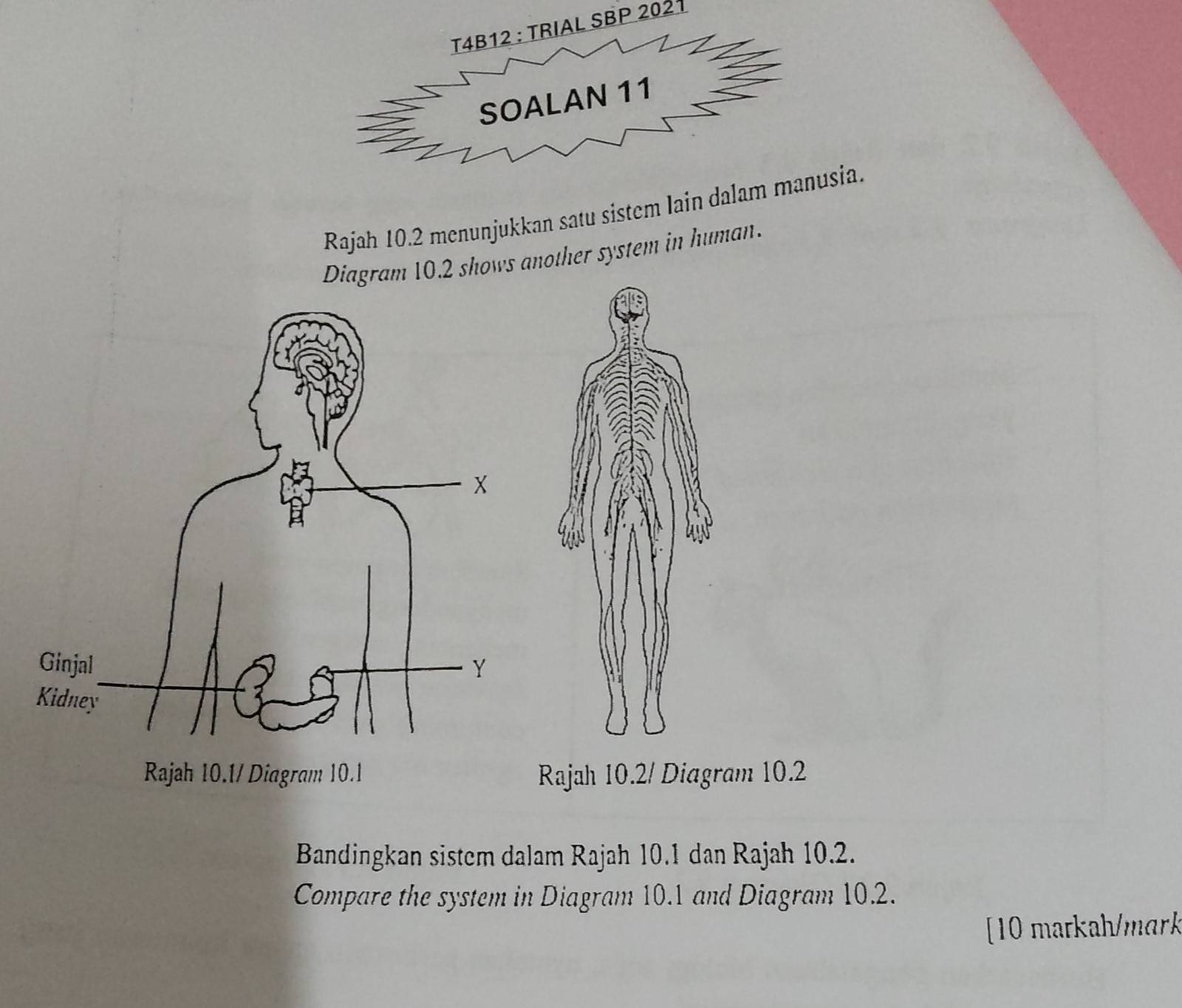 T4B12 : TRIAL SBP 2021 
Rajah 10.2 menunjukkan satu sistem lain dsia. 
Diagram 10.2 shows another system in human. 
Rajah 10.2/ Diagram 10.2 
Bandingkan sistem dalam Rajah 10.1 dan Rajah 10.2. 
Compare the system in Diagram 10.1 and Diagram 10.2. 
[10 markah/mark