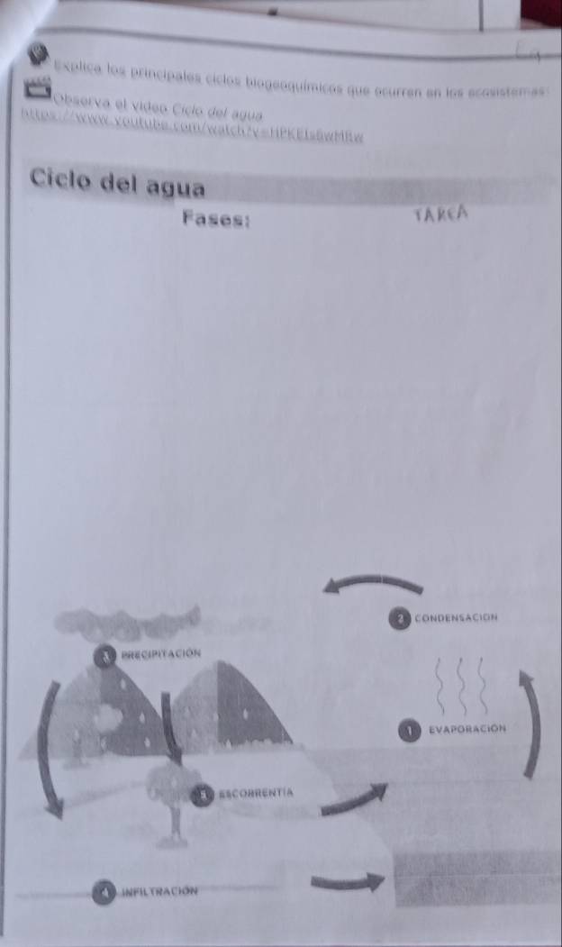 Explica los principales ciclos biogeoquímicos que ocurren en los ecosistemas: 
Observa el vídeo Cíclo del agua 

/watch?v=HPKEIsäwMRw 
Ciclo del agua 
Fases: 
TAREA 
CONDENSAC O N 
Ecipitación 
7 EVAP 
ESCOBRENTIA 
infiltración