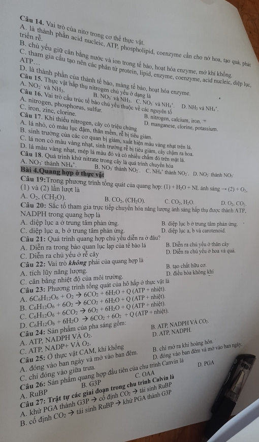 Vai trò của nitơ trong cơ thể thực vật
roverline overline overline E.
triển A: là thành phần acid nucleic, ATP, phospholipid, coenzyme cần cho nở hoa, tạo quà, phát
B. chủ yếu giữ cân bằng nước và ion trong tế bào, hoạt hóa enzyme, mở khí không
ATP…
C. tham gia cầu tạo nên các phân từ protein, lipid, enzyme, coenzyme, acid nucleic, diệp lục,
D. là thành phần của thành tế bảo, màng tế bào, hoạt hóa enzyme.
Câu 15. Thực vật hấp thụ nitrogen chủ yếu ở dạng là
A. NO_2 và NH_3. B. NO₃ và NH₃. C.
Câu 16. Vai trò cầu trúc tế bảo chủ yếu thuộc về các nguyên tố
A. nitrogen, phosphorus, sulfur.
NO_3 và NH_4^(+ D. NH₃ và NH₄*.
C. iron, zinc, clorine.
B. nitrogen, calcium, iron. '
Câu 17. Khi thiếu nitrogen, cây có triệu chứng D. manganese, clorine, potassium.
A. lá nhỏ, có màu lục đậm, thân mềm, rễ bị tiêu giám.
B. sinh trưởng của các cơ quan bị giảm, xuất hiện màu vàng nhạt trên lá.
C. lá non có màu vàng nhạt, sinh trưởng rễ bị tiêu giám, cây chậm ra hoa.
D. lá màu vàng nhạt, mép lá màu đỏ và có nhiều chẩm đô trên mặt lá
Câu 18. Quá trình khử nitrate trong cây là quá trình chuyển hóa
A. NO3 thành NH_4) B. NO thành NO_2
Bài 4.Quang hợp ở thực vật . C. NH₄ thành NO_2 D. NO thành NOy
Câu 19:Trong phương trình tổng quát của quang hợp: (1)+H_2O+NL
(1) và (2) lần lượt là S ánh sáng to (2)+O_2,
A. O_2,(CH_2O). B. CO_2,(CH_2O). C. CO_2,H_2O. D. O_2,CO_2
Câu 20: Sắc tố tham gia trực tiếp chuyển hóa năng lượng ánh sáng hắp thụ được thành ATP.
NADPH trong quang hợp là
A. diệp lục a ở trung tâm phản ứng. B. diệp lục b ở trung tâm phản ứng.
C. diệp lục a, b ở trung tâm phản ứng. D. diệp lục a, b và carotenoid.
Câu 21: Quá trình quang hợp chủ yếu diễn ra ở đâu?
A. Diễn ra trong bào quan lục lạp của tế bảo lá  B. Diễn ra chủ yều ở thân cây
C. Diễn ra chủ yếu ở rễ cây D. Diễn ra chủ yếu ở hoa và quả.
Câu 22: Vai trò không phải của quang hợp là
A. tích lũy năng lượng. B. tạo chất hữu cơ.
C. cân bằng nhiệt độ của môi trường. D. điều hòa không khí
Câu 23: Phương trình tổng quát của hô hấp ở thực vật là
B. C_6H_12O_6+6CO_2to 6O_2+6H_2O+Q(ATP+nhixi Pt). A. C_6H_12O_6+6O_2to 6CO_2+6H_2O+Q(ATP+nhi)4). 6C_6H_12O_6+O_2to 6CO_2+6H_2O+Q(ATP+nhil_.
C.
D. C_6H_12O_6+6H_2Oto 6CO_2+6O_2+Q(ATP+nhict). B. ATP, NADPH VÀ CO₁.
A. ATP, NADPH  Câu 24: Sản phẩm của pha sáng gồm:
AO_2.
D. ATP, NADPH.
C. ATP. 
Câu 25: Ở thực vật CAM, khí khổng NADP+VAO_2.
A. đóng vào ban ngày và mở vào ban đêm. B. chỉ mở ra khi hoàng hôn.
C. chỉ đóng vào giữa trưa. D. đóng vào ban đêm và mở vào ban ngày.
Câu 26: Sản phẩm quang hợp đầu tiên của chu trình Canvin là D. PGA
A. RuBP B. G3P C. OAA
tái sinh RuBP
Câu 27: Trật tự các giai đoạn trong chu trình Calvin là
CO_2to tái sinh RuBP → khử PGA thành G3P CO_2to
B. cố định A. khử PGA thành G3P → cổ định