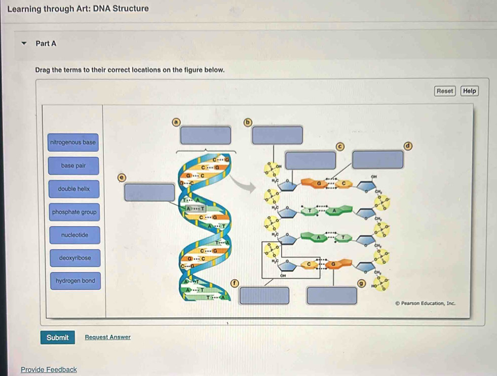 Solved: Learning through Art: DNA Structure Part A Drag the terms to ...