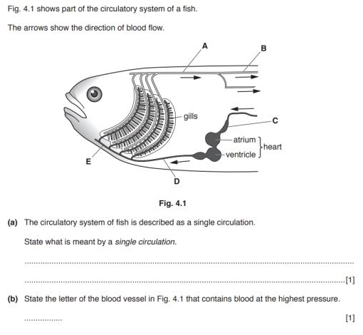 Fig. 4.1 shows part of the circulatory system of a fish. 
The arrows show the direction of blood flow. 
Fig. 4.1 
(a) The circulatory system of fish is described as a single circulation. 
State what is meant by a single circulation. 
_ 
_[1] 
(b) State the letter of the blood vessel in Fig. 4.1 that contains blood at the highest pressure. 
_ 
[1]