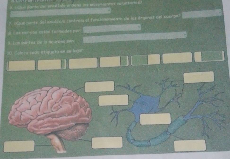 6.£Gué parte del encéfalo ardena los movimientos voluntarios?
7. «Que parte del encéfalo controla el funcionamiento de los órganos del cuerpo?
B. Las nervios están formados por
9. Las partes de la neurona son
10. Colaca cada etíqueta en su ligar: