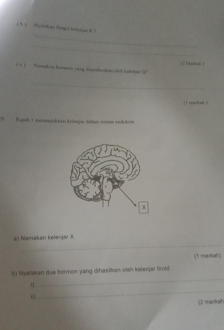 ( h ) Nyatakan fungsi kelenjar R ? 
_ 
(2 Markah ) 
( c ) Namakan hormon yang dirembeskan oleh kalenjar Q? 
_ 
( 1 markah ) 
0. Rajah 1 menunjukkan kelenjar dalam sistem endokrin 
_ 
a) Namakan kelenjar X
(1 markah) 
b) Nyatakan dua hormon yang dihasilkan oleh kelenjar tiroid 
_ 
i ) 
_ 
i) 
(2 markah