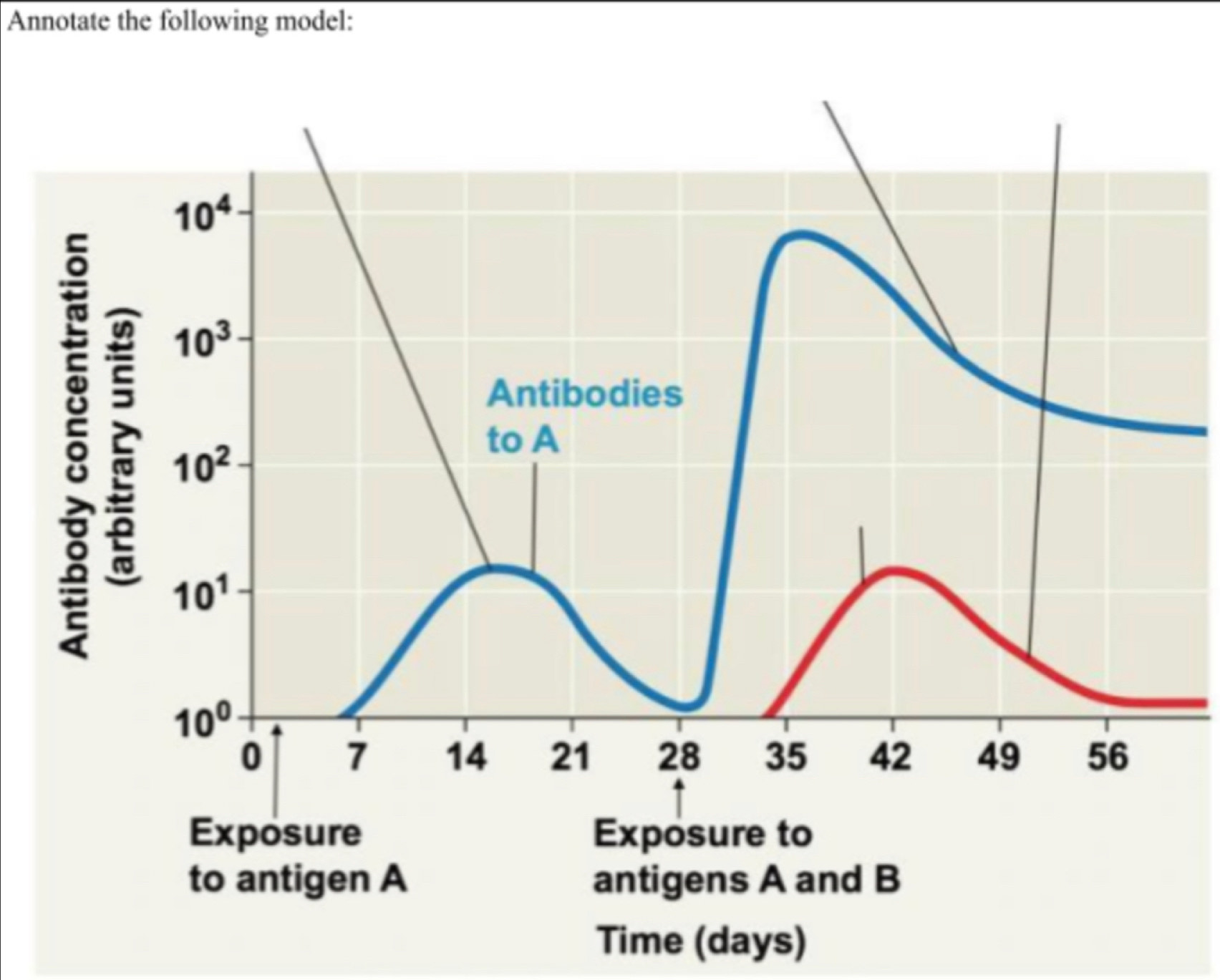 Annotate the following model:
Time (days)