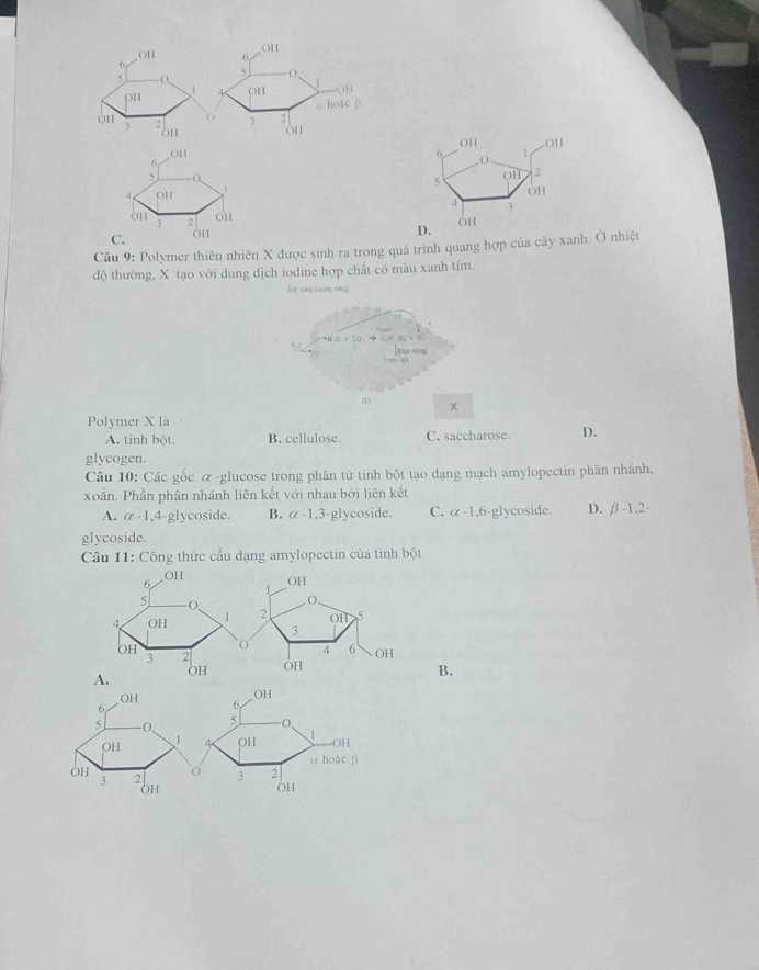 OH
o1
6
5 0
5 O,
OH
/ on  OH
on tou 3 2 o hoặc β
o
3
o1
6 011 .()11
OH
6 1
5 -O 5 overline OH 2
4 OH 1
o1
4 3
on ou OH
3 2
C. o1
D.
Câu 9: Polymer thiên nhiên X được sinh ra trong quá trình quang hợp của cây xanh. Ở nhiệt
độ thường, X tạo với dung dịch iodine hợp chất có màu xanh tím.
knl sang (suang năng)
+LB=-4
Th nèi [áo nǎng]
m, x
Polymer X là
A. tinh bột. B. cellulose. C. saccharose. D.
glycogen.
Câu 10: Các gốc α-glucose trong phân tử tinh bột tạo dạng mạch amylopectin phân nhánh,
xoắn, Phần phân nhánh liên kết với nhau bởi liên kết
A. alpha -1.4-gly coside. B. alpha -1,3 glycoside. C. alpha -1,6-g] lycoside. D. beta -1,2-
glycoside.
Câu 11: Công thức cấu dạng amylopectin của tinh bột
B.
OH
OH 6
6
5 -0 5 O、
1
OH 4 OH 1 OH
α hoặc β
OH
3 ²O 3 2
OH