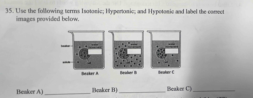 Use the following terms Isotonic; Hypertonic; and Hypotonic and label the correct 
images provided below. 
Beaker A)_ Beaker B)_ Beaker C)_